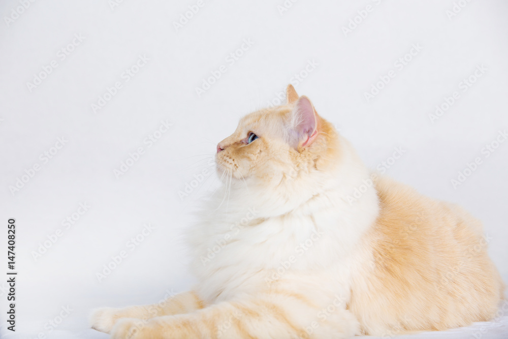 Fototapeta premium Cat looking up