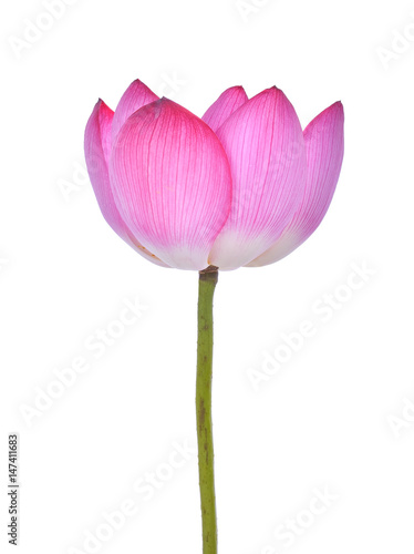 lotus on white background