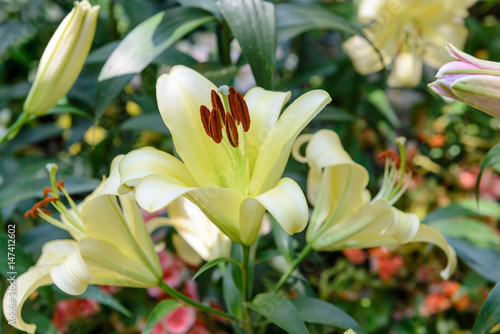 Yellow lily flower in the garden