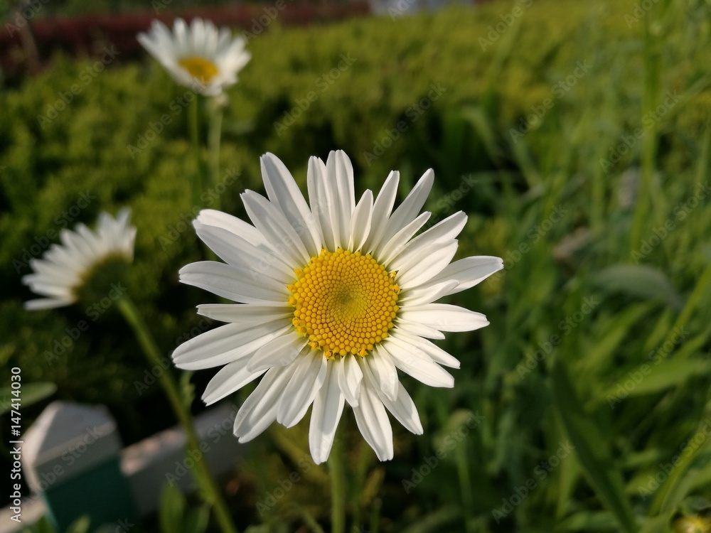 Fototapeta premium white flowers