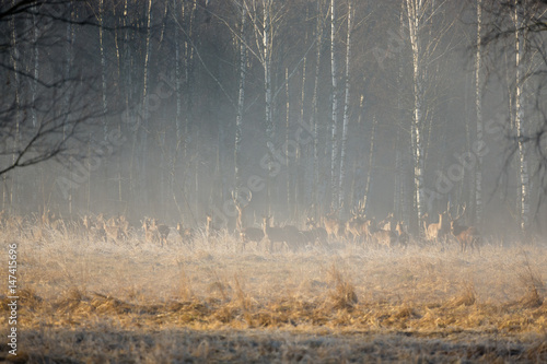 Flock of deer in the misty forest at dawn