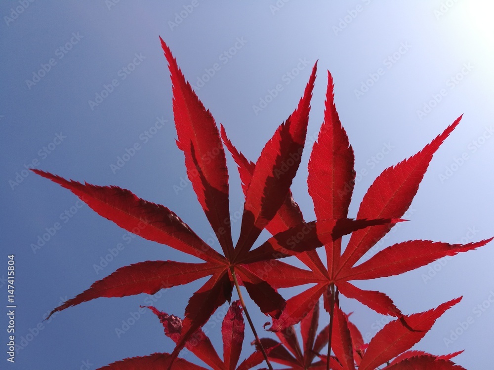 red leaf in sky red leaf in sky