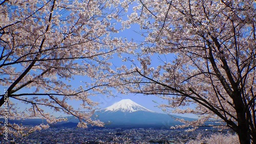 Cherry blossoms and Mt.Fuji 1 photo