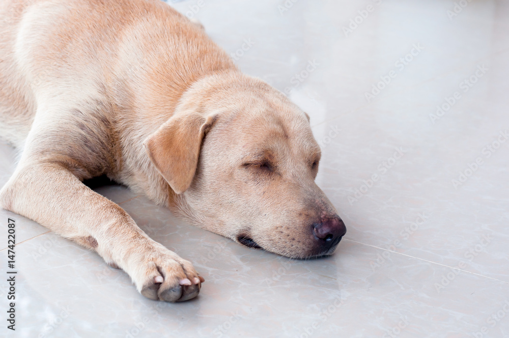 a Cute little puppy sleeping on the floor ground. The little dogs are four weeks of age. a Cute little puppy sleeping on the floor ground. The little dogs are four weeks of age.