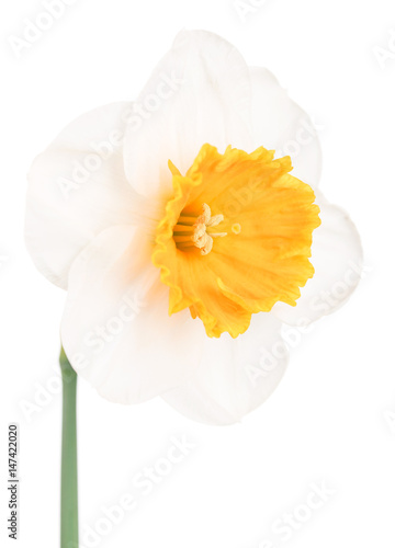 Fototapeta Naklejka Na Ścianę i Meble -  Bright spring narcissus