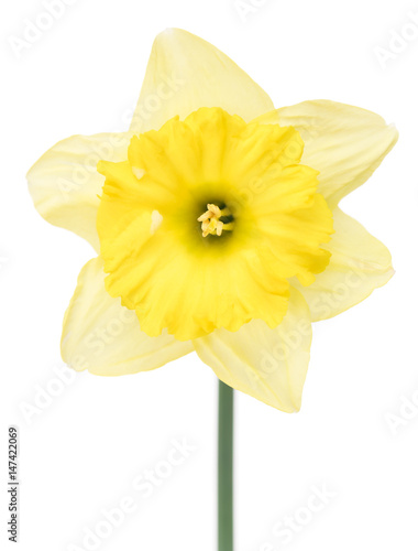 Fototapeta Naklejka Na Ścianę i Meble -  Bright spring narcissus