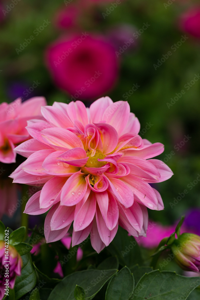 Beatiful pink dahlia flower