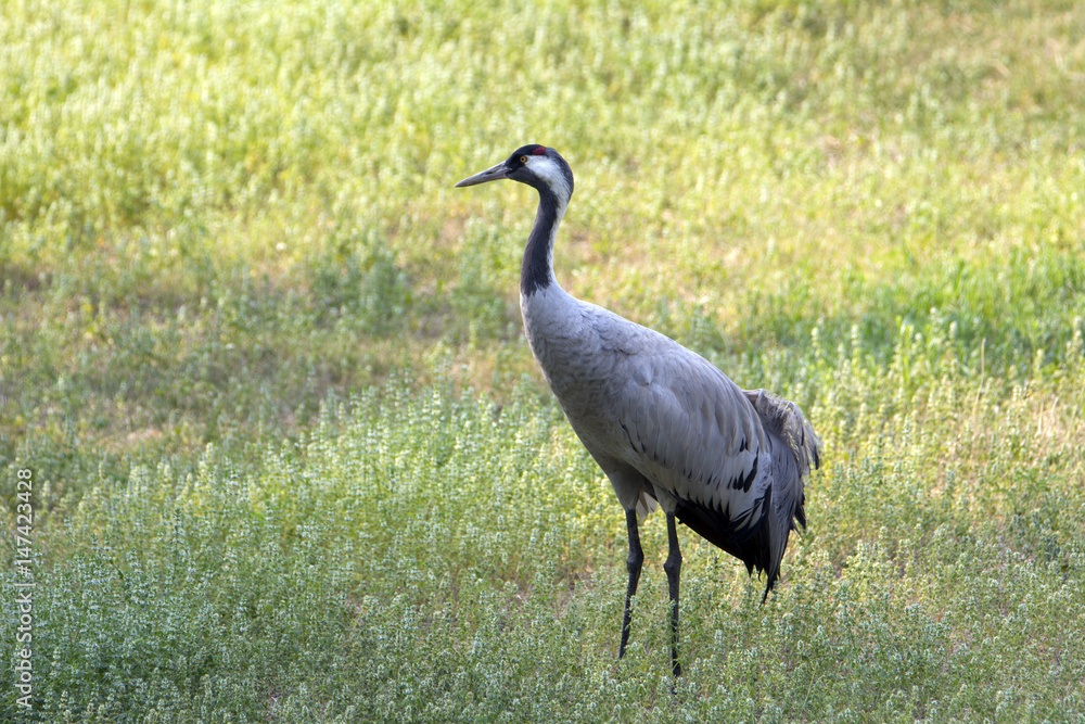 Obraz premium 灰鹤