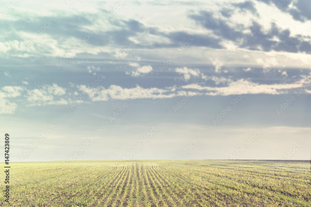 Rural landscape of field and cloudy sky on a spring day Rural landscape of field and cloudy sky on a spring day