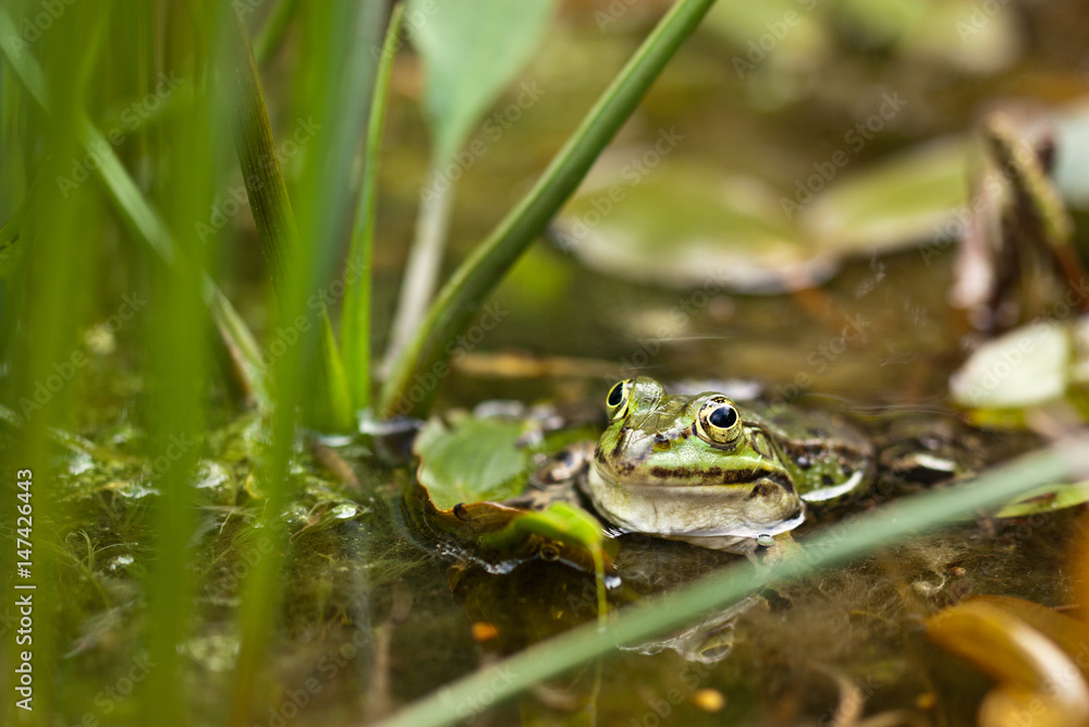 Teichfrosch (Pelophylax kl. esculentus) Teichfrosch (Pelophylax kl. esculentus)