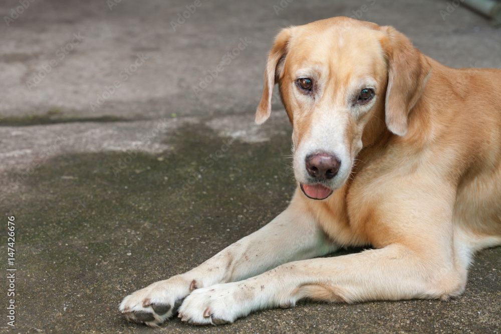 Labrador, friendly dog in a garden Labrador, friendly dog in a garden