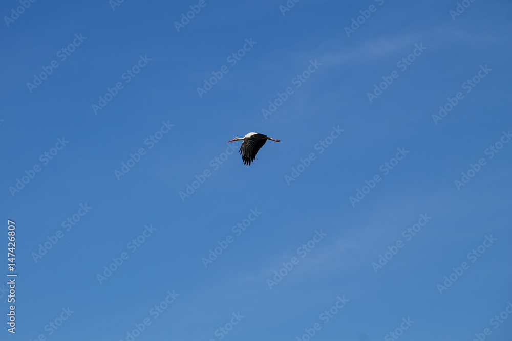 White Stork (Ciconia ciconia) in flight White Stork (Ciconia ciconia) in flight
