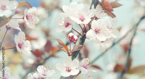 Beautiful flowers on a tree branch. Spring Background. Blossom tree