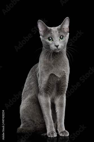 Fototapeta Naklejka Na Ścianę i Meble -  Russian blue Cat Sitting on Isolated Black Background