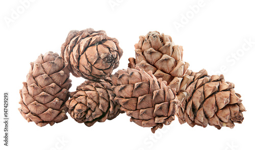 Cedar cones with nuts. Isolated. photo
