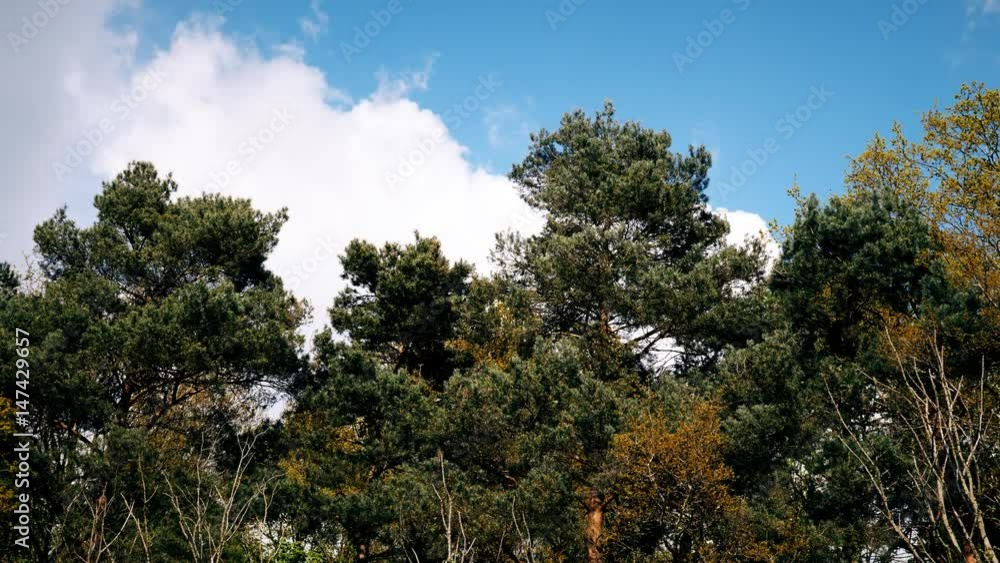 time-lapse clouds with trees time-lapse clouds with trees