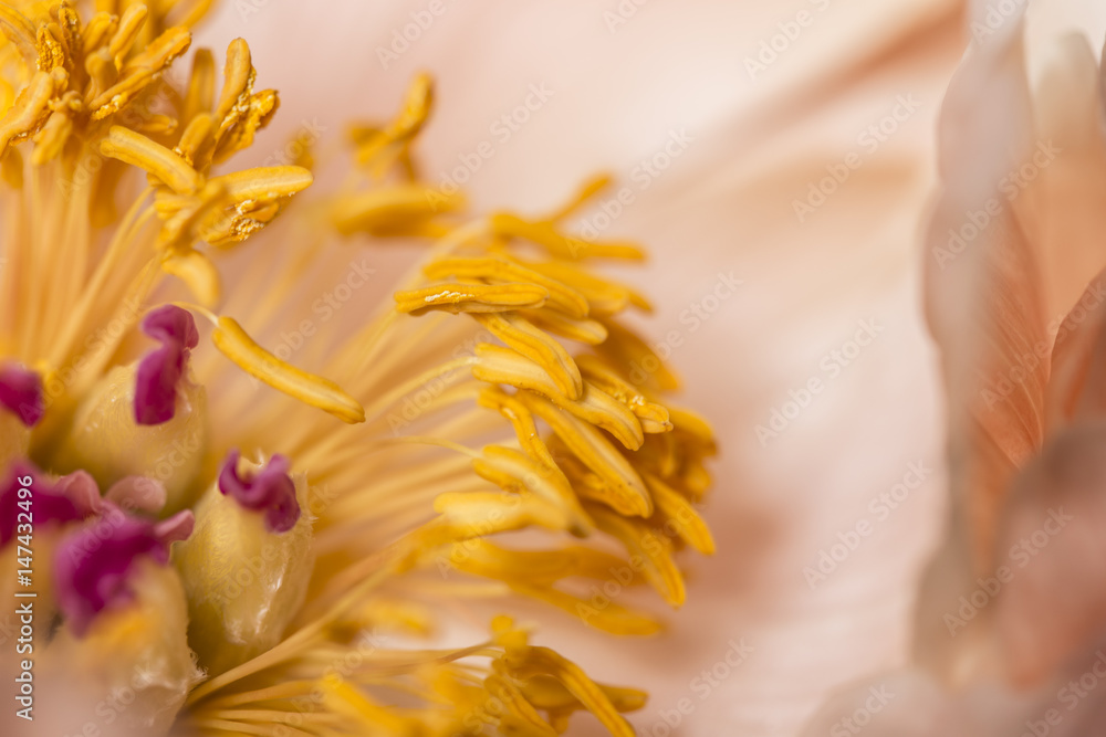 Smooth peony flower in bloom macro Smooth peony flower in bloom macro
