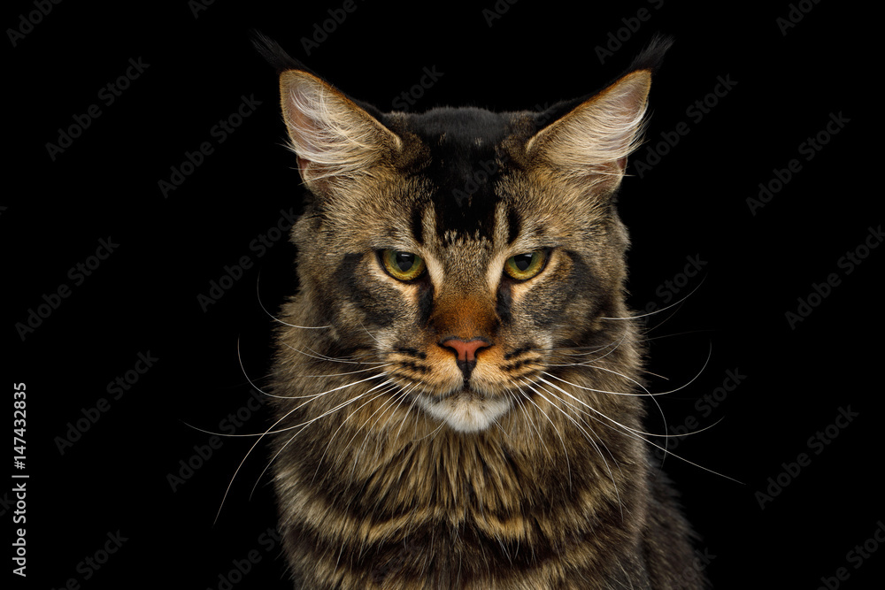 Portrait of Big Maine Coon Cat Angry Looking in Camera Isolated on Black Background, Front view
