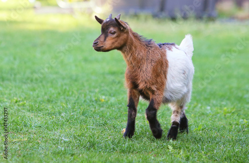 Young goat in green meadow