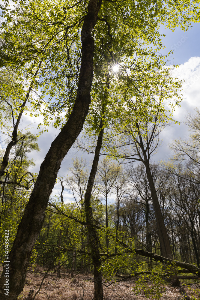 Obraz premium Laubwald im Frühling, Nordrhein-Westfalen, Deutschland, Europa