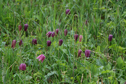 Schachblume photo