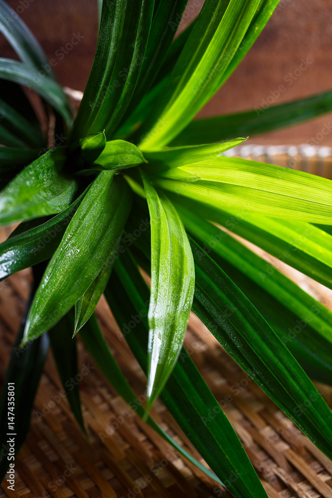 Obraz premium Feuilles de pandanus