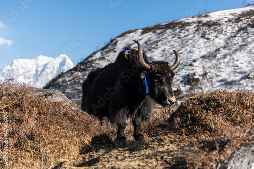 Yak in Nepal mit Bergen