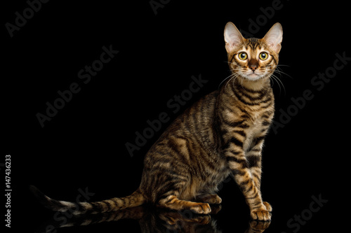 Fototapeta Naklejka Na Ścianę i Meble -  Toyger Cat Sitting on isolated Black Background, side view