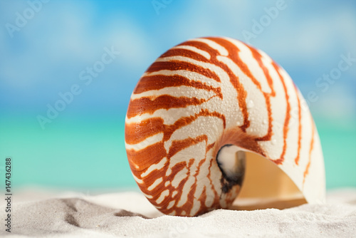 nautilus shell on white beach sand and blue seascape background