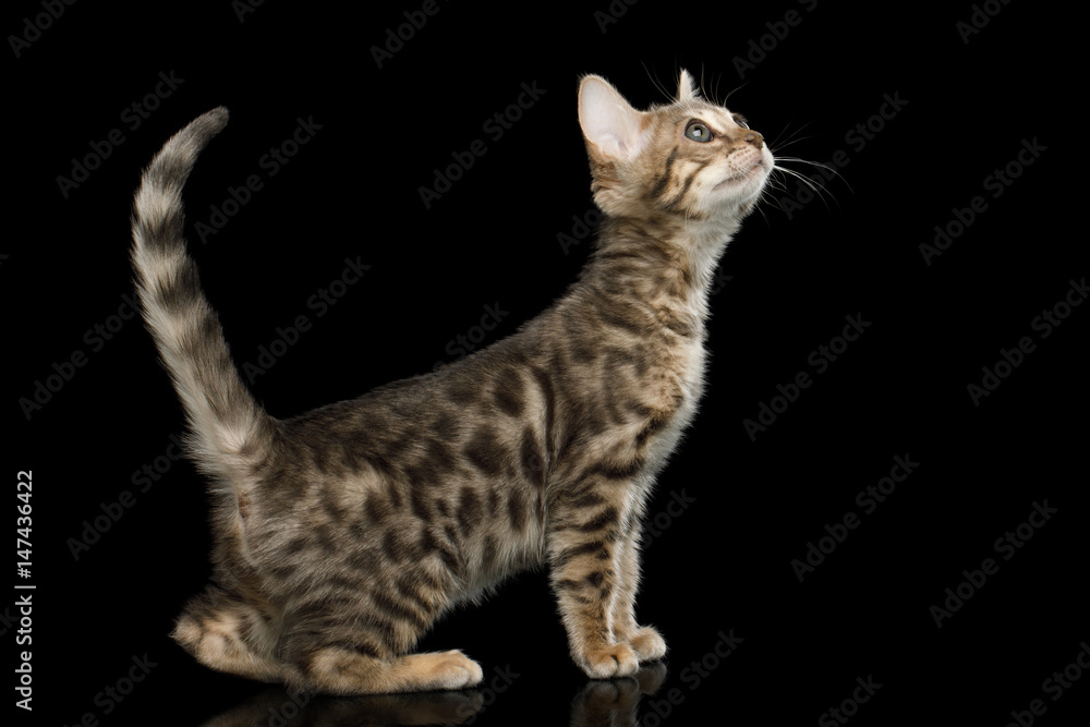 Fototapeta premium Bengal Kitten on isolated Black Background with reflection, Side view