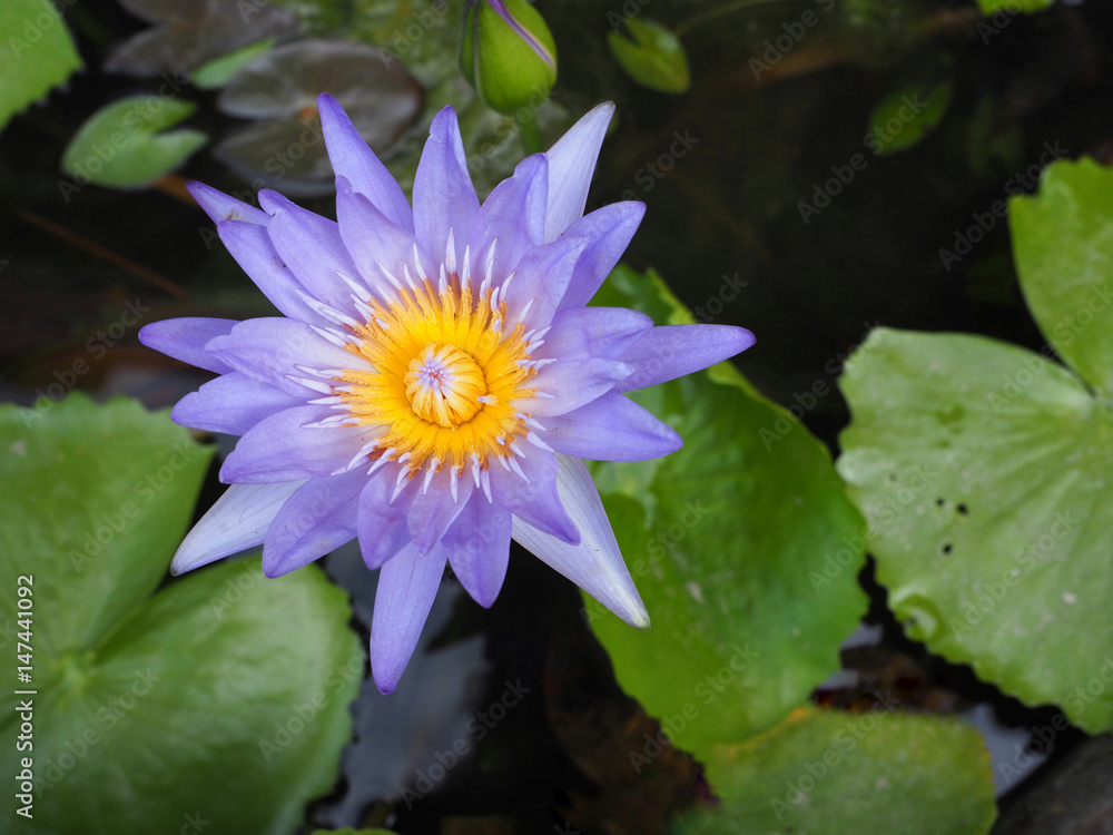 Violet lotus flower. Symbol of Buddhism. Violet lotus flower. Symbol of Buddhism.