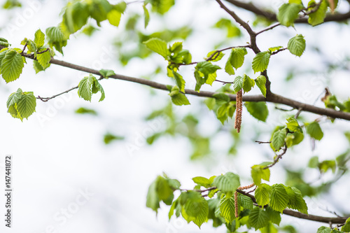 green leaves on the tree on outdoors background