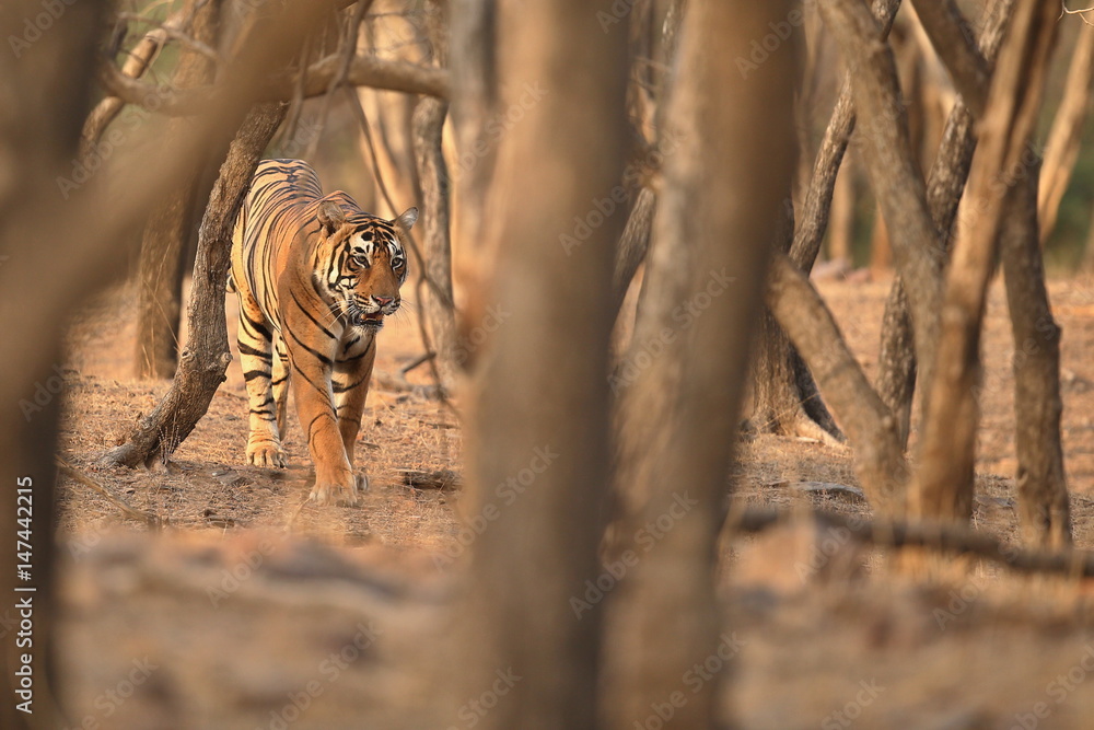 Fototapeta premium Beautiful and strong tiger male in amazing light/wild animal in the nature habitat/India, big cats, endangered animals, what a look, close up