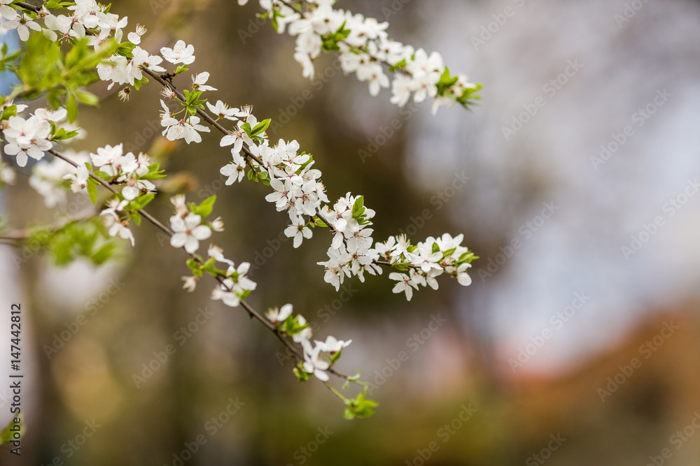 Blossom tree over nature background. Spring flowers. Spring Background Blossom tree over nature background. Spring flowers. Spring Background