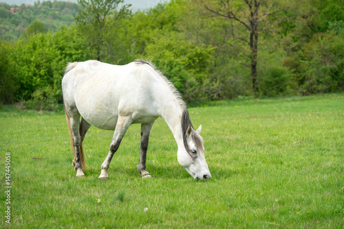 White horse on a pasture