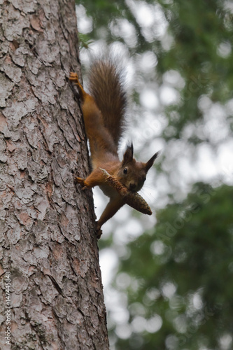 Squirrel © Anssi