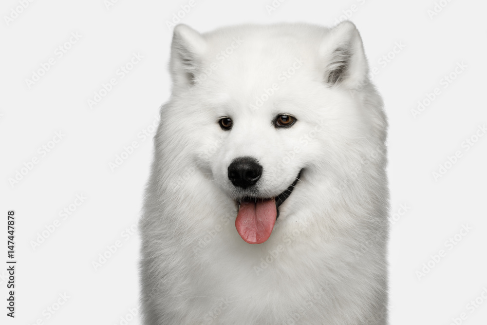 Portrait of Furry Samoyed Dog isolated on White background, front view Portrait of Furry Samoyed Dog isolated on White background, front view