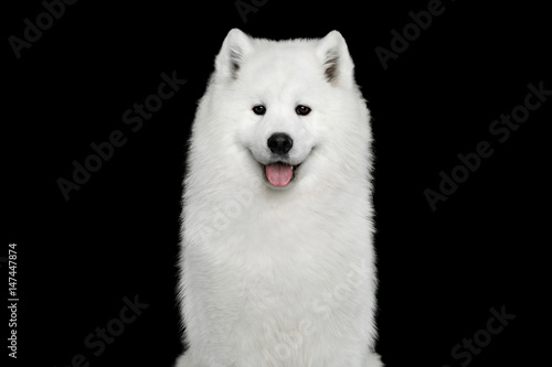 Fototapeta Naklejka Na Ścianę i Meble -  Portrait of Samoyed Dog isolated on Black background, front view