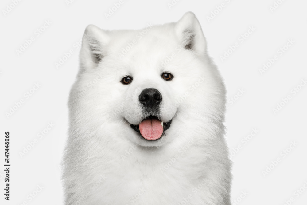 Portrait of Furry Samoyed Dog isolated on White background, front view