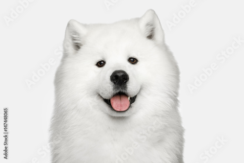 Wall Mural Portrait of Furry Samoyed Dog isolated on White background, front view