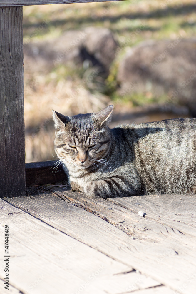 Tabby cat sleeping on a walking wood deck Tabby cat sleeping on a walking wood deck