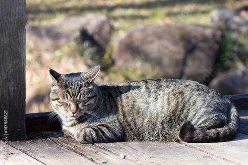 Tabby cat sleeping on a walking wood deck