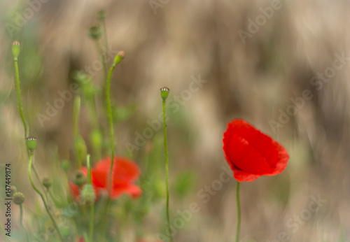 red poppy flower