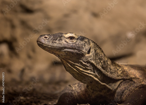 eidechse  echse  leguan  reptil in der h  hle