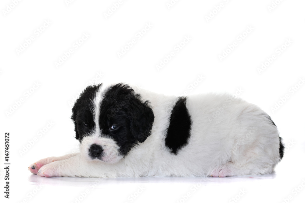 landseer puppy dog pure breed landseer puppy dog pure breed