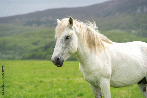 White horse portrait and a nature background