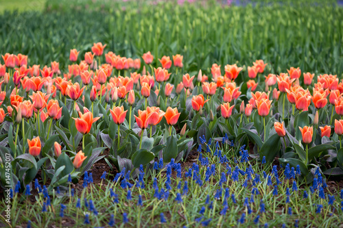Flowers and flower beds in the city park in the spring