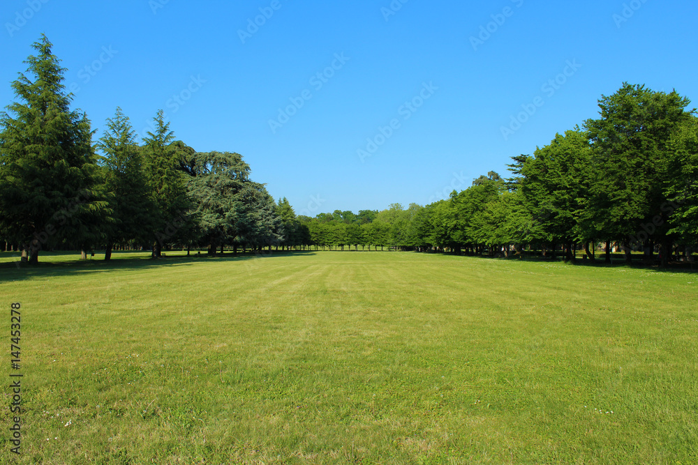 Green meadow surrounded by trees under a clear blue sky