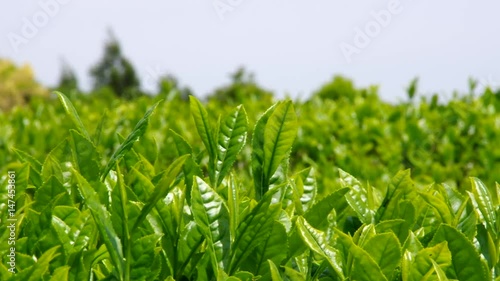 お茶の新芽・嬉野茶（佐賀県）