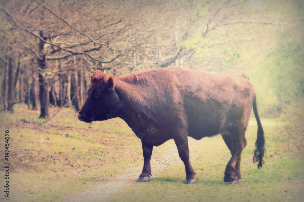 Cows grazing in english woodland during spring Cows grazing in english woodland during spring